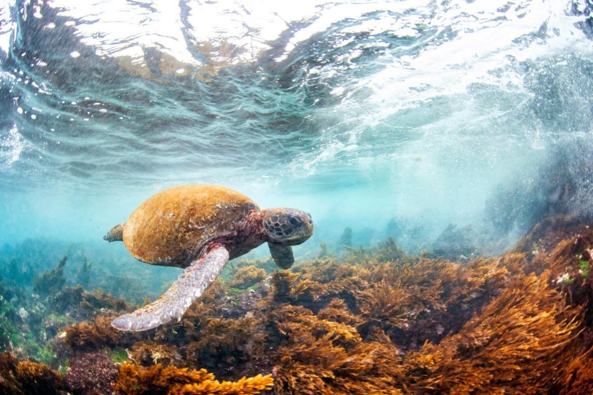 Relatório Planeta Vivo 2026 aponta queda média de 73% nas populações monitoradas de animais silvestres e mostra caminhos para a recuperação da natureza